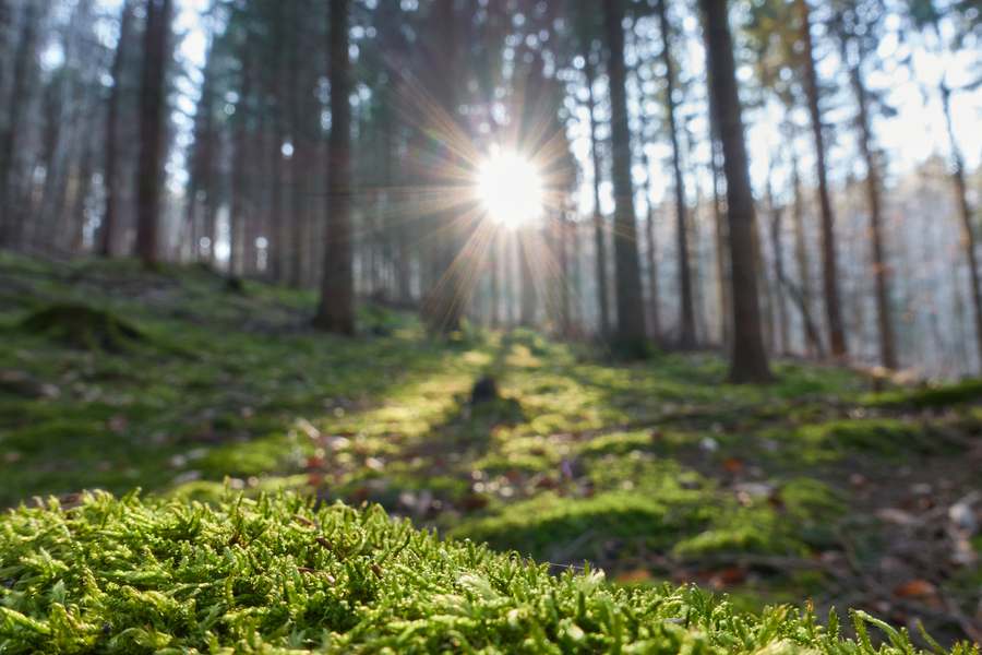 Folge 3: Frühlingserwachen